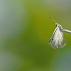 Lasst die kleinen Nymphen fliegen 