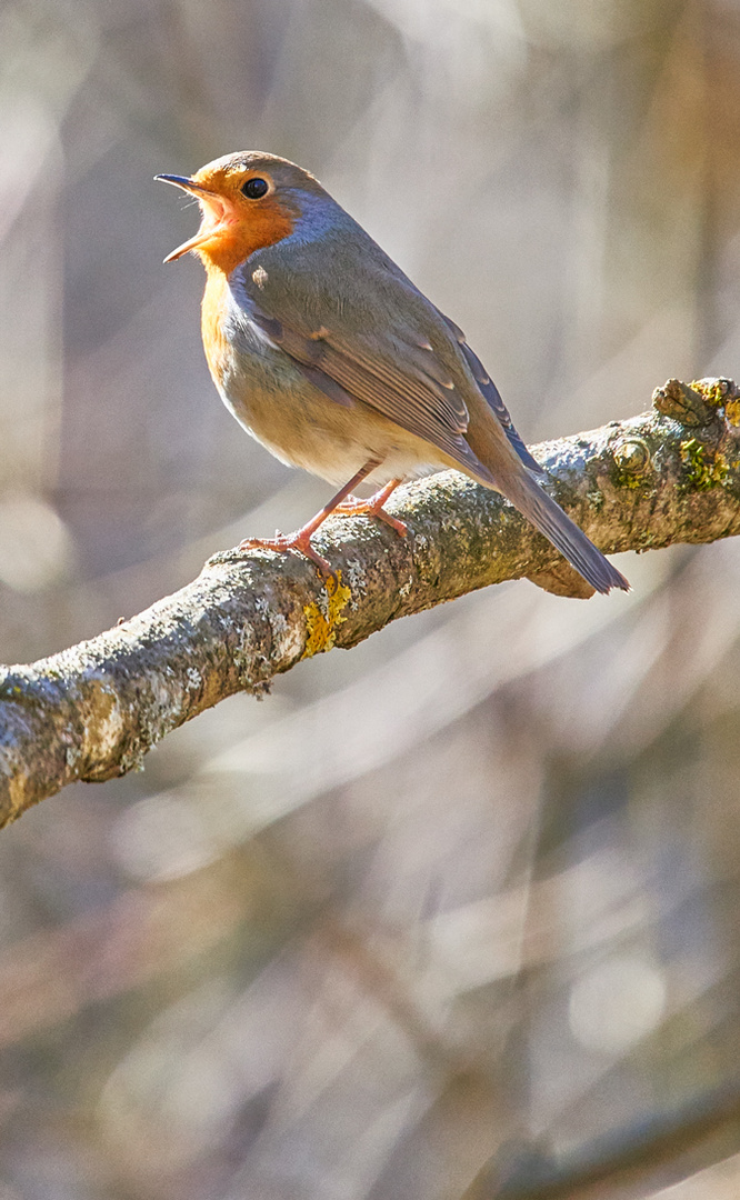 Lasst euch was zwitschern!-Der Frühling kommt