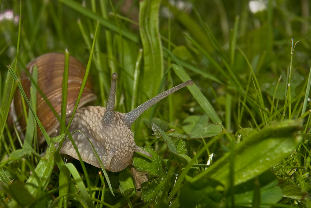 Lasst mich Schnecke ich bin durch...