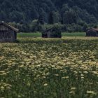 Lasst uns drei Hütten bauen