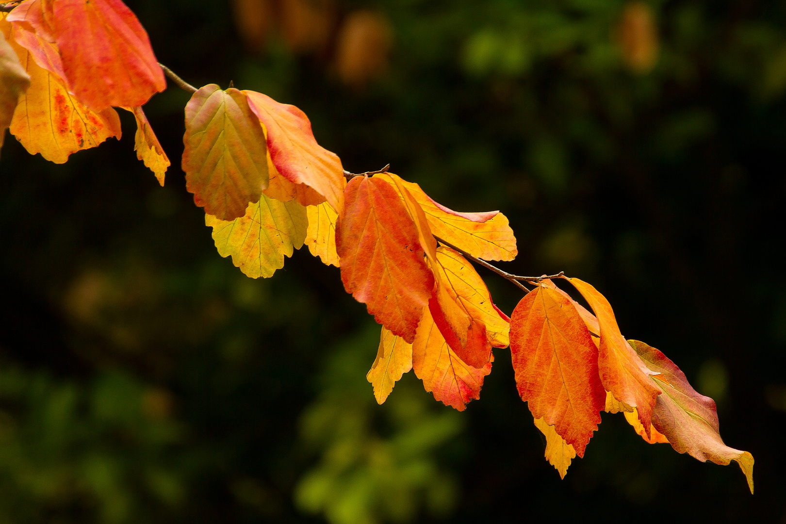 Lasst uns nach den Herbstfarben schauen!