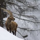 Lassù è ancora inverno.....