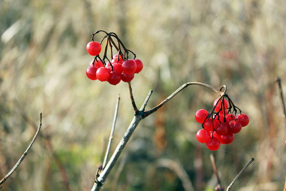 Last autumn berries