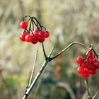 Last autumn berries