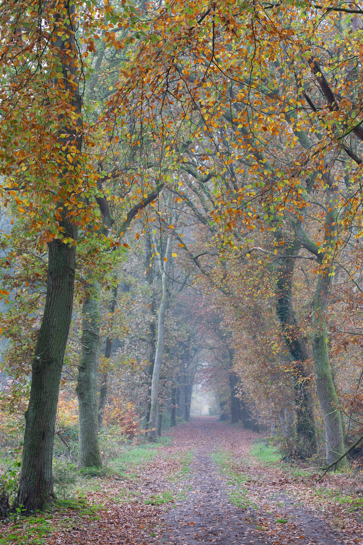 last autumn colors