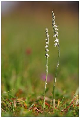 *** Last but not least (Umfrage II) ***