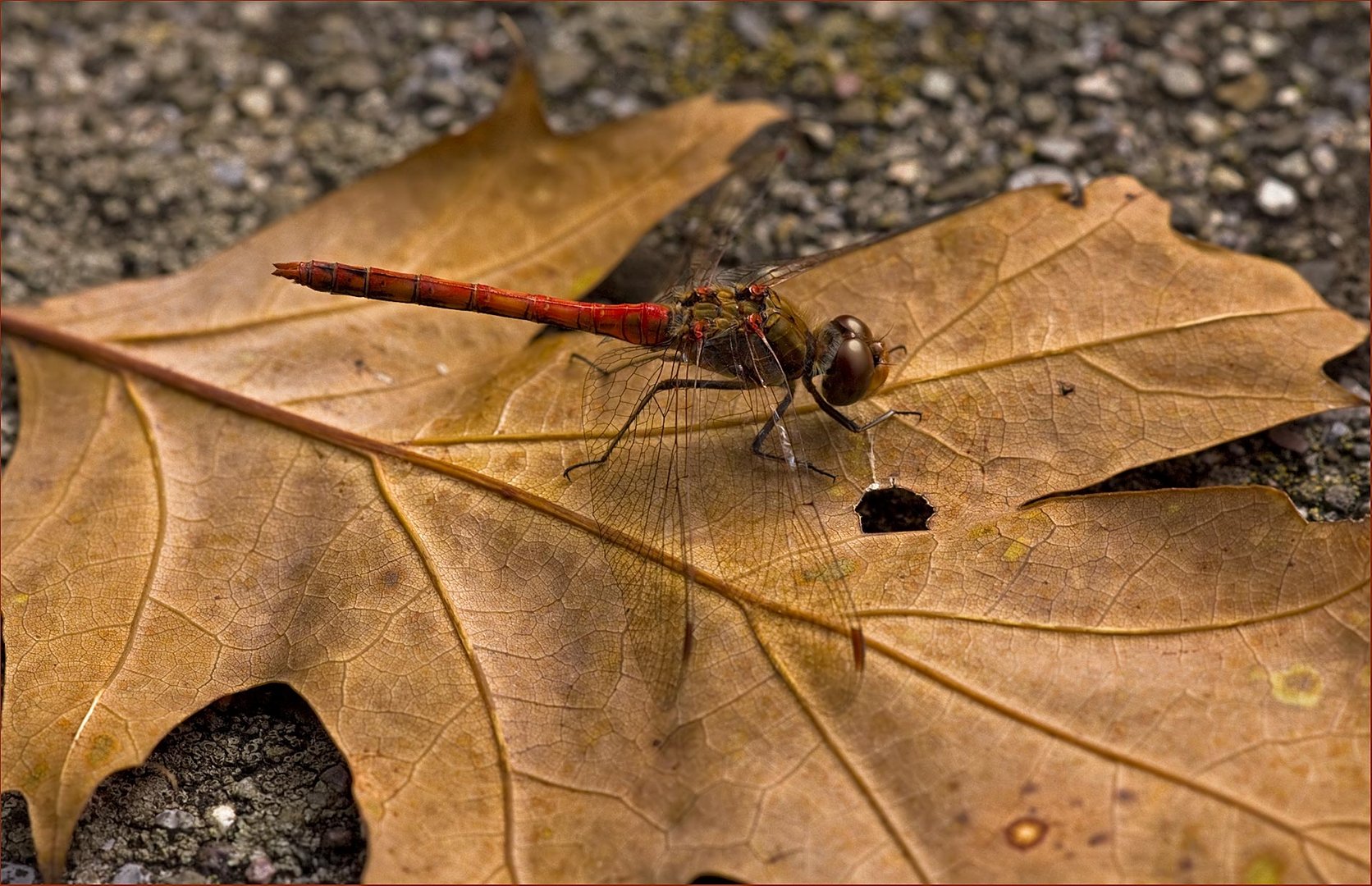 Last chance of Dragonfly shooting