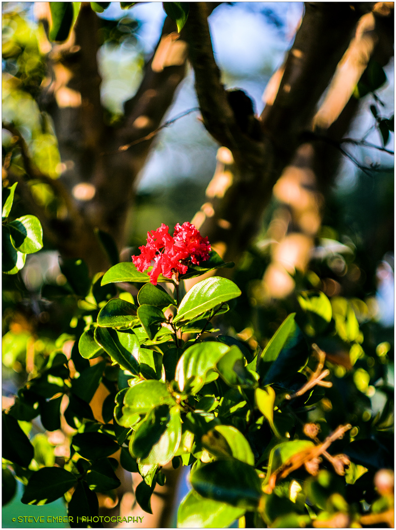 Last Crepe Myrtle Blossom of Summer