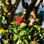 Last Crepe Myrtle Blossom of Summer