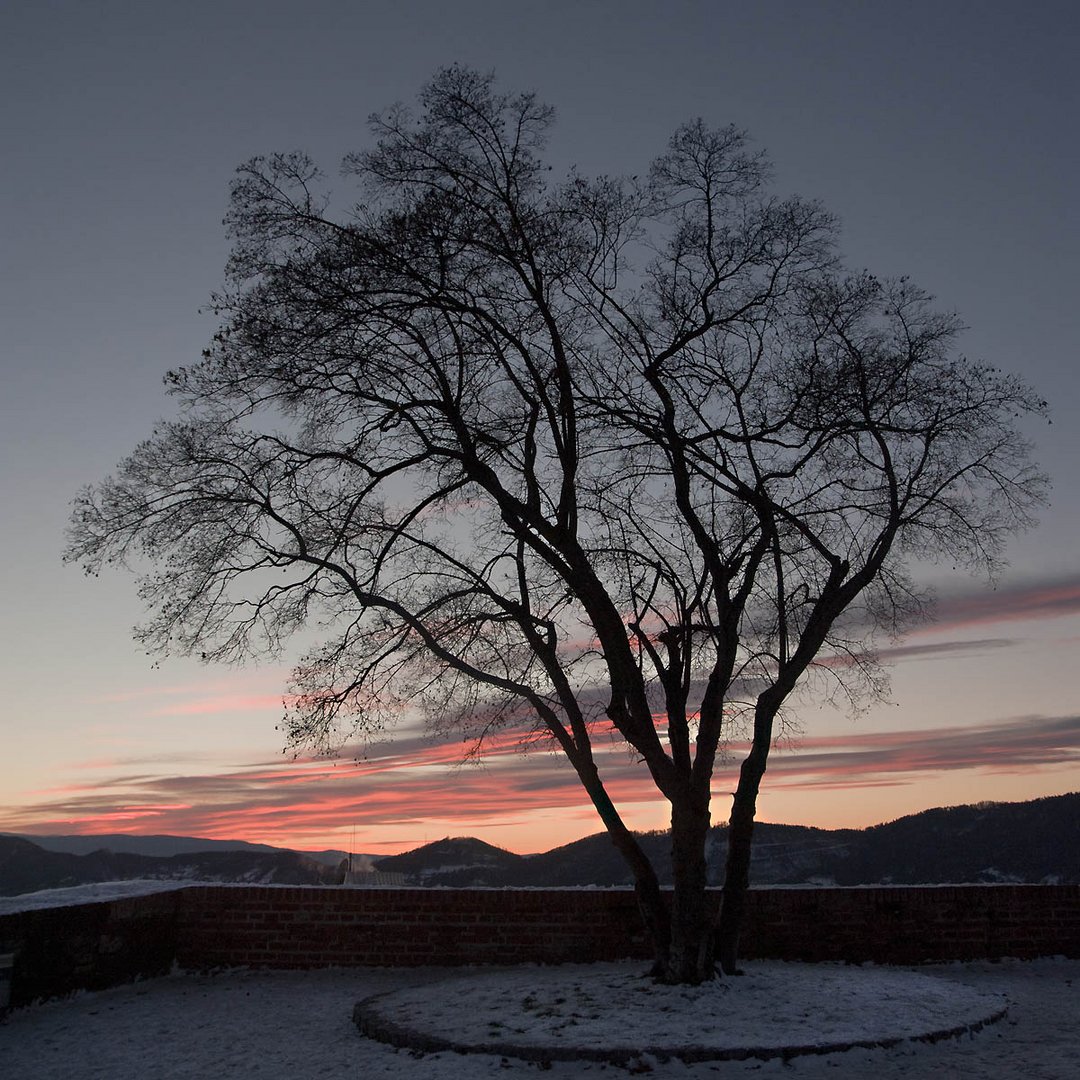 Last evening light