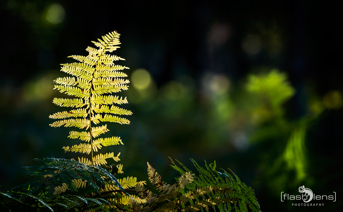 Last Fern Standing