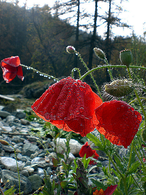 last flowers....