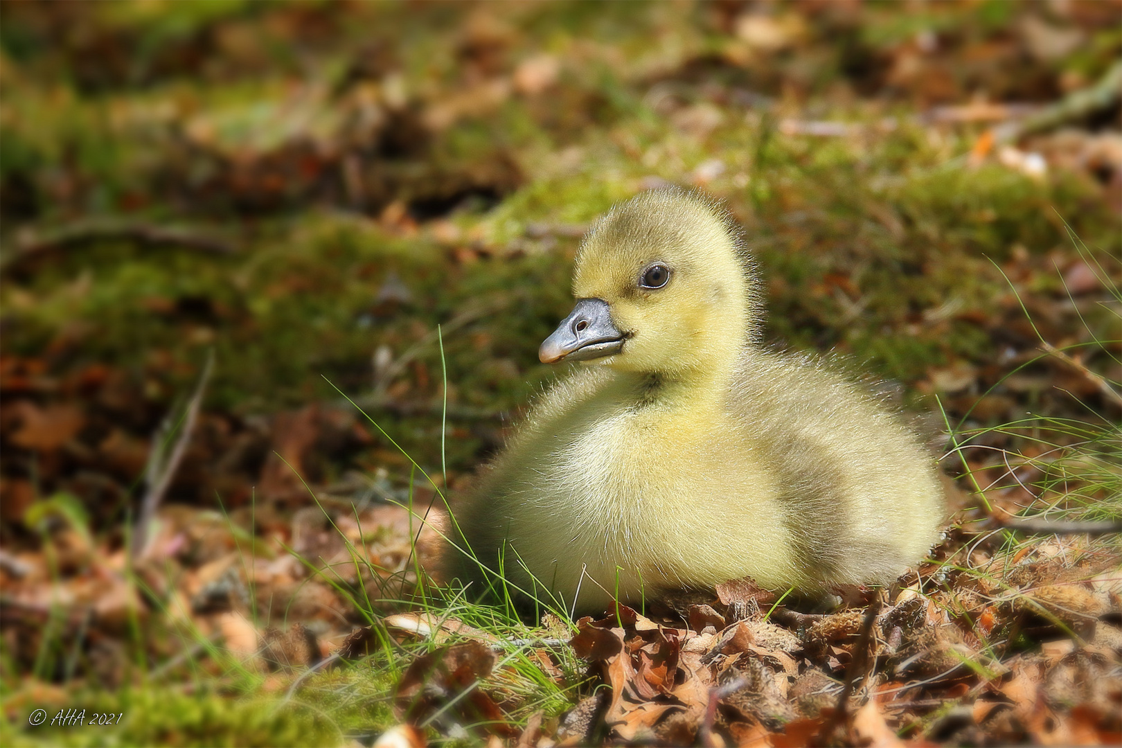 Last Gosling standing