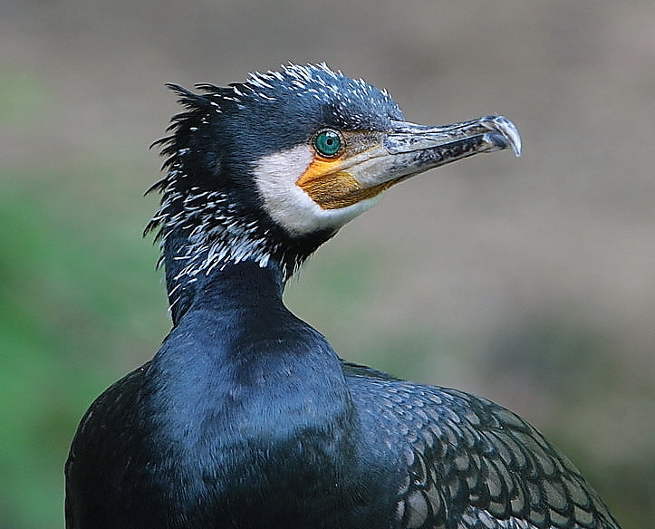 last-kormoran