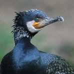 last-kormoran