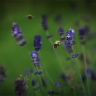 - last lavender - last bumblebee -