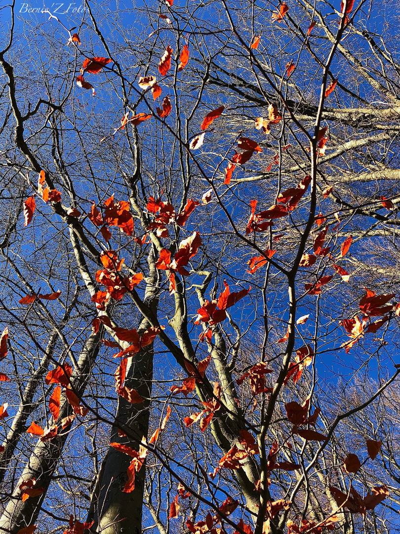 Last leaf