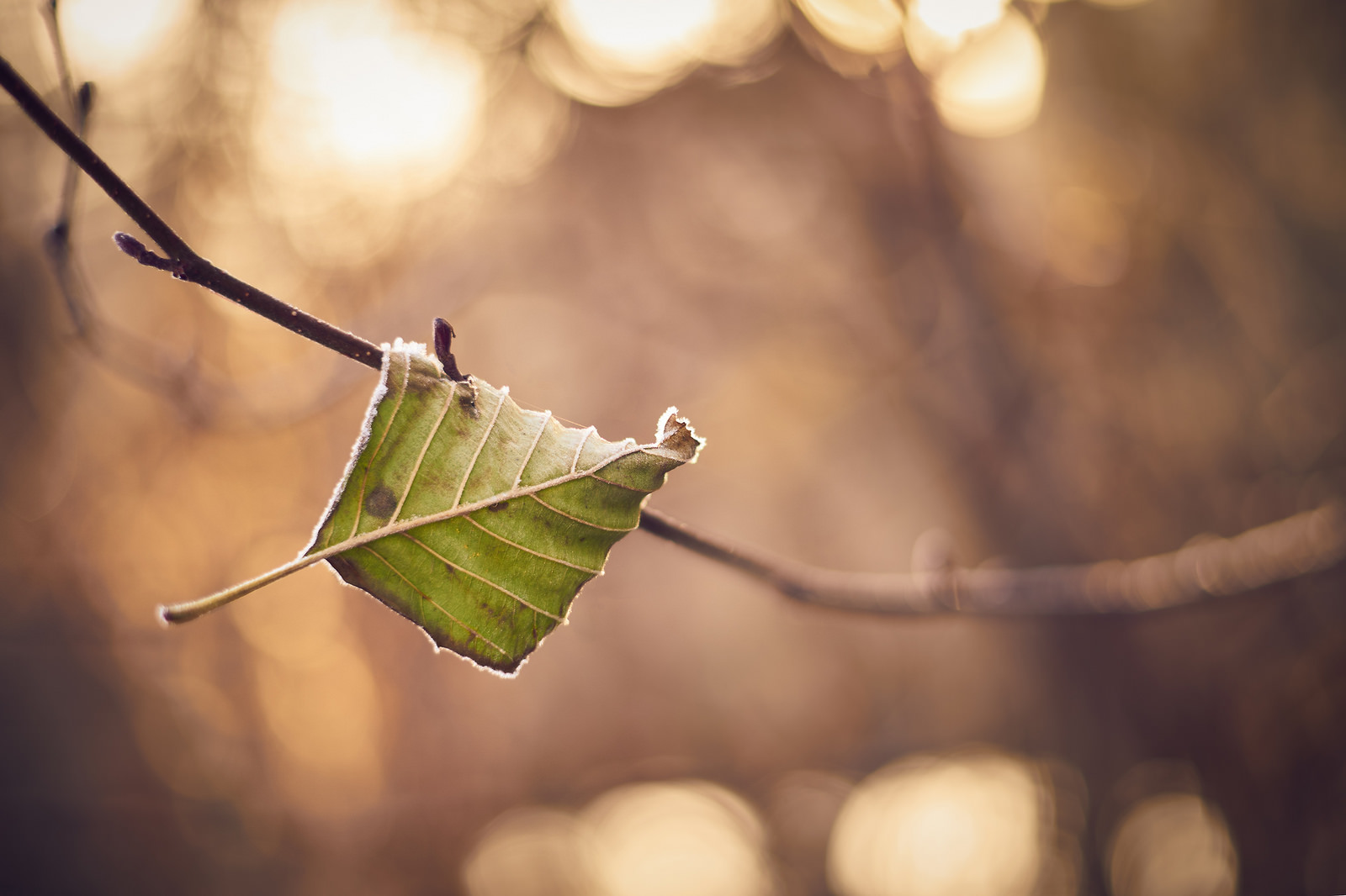 last leaf