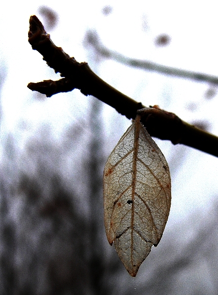 last leaf