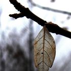 last leaf