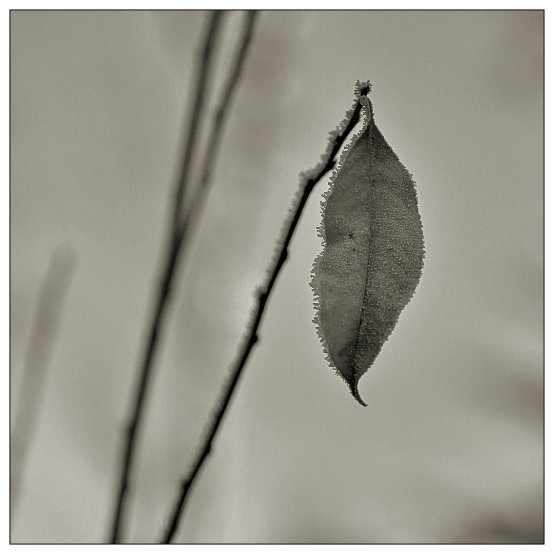 Last leaf hanging