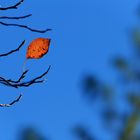 Last leaf left