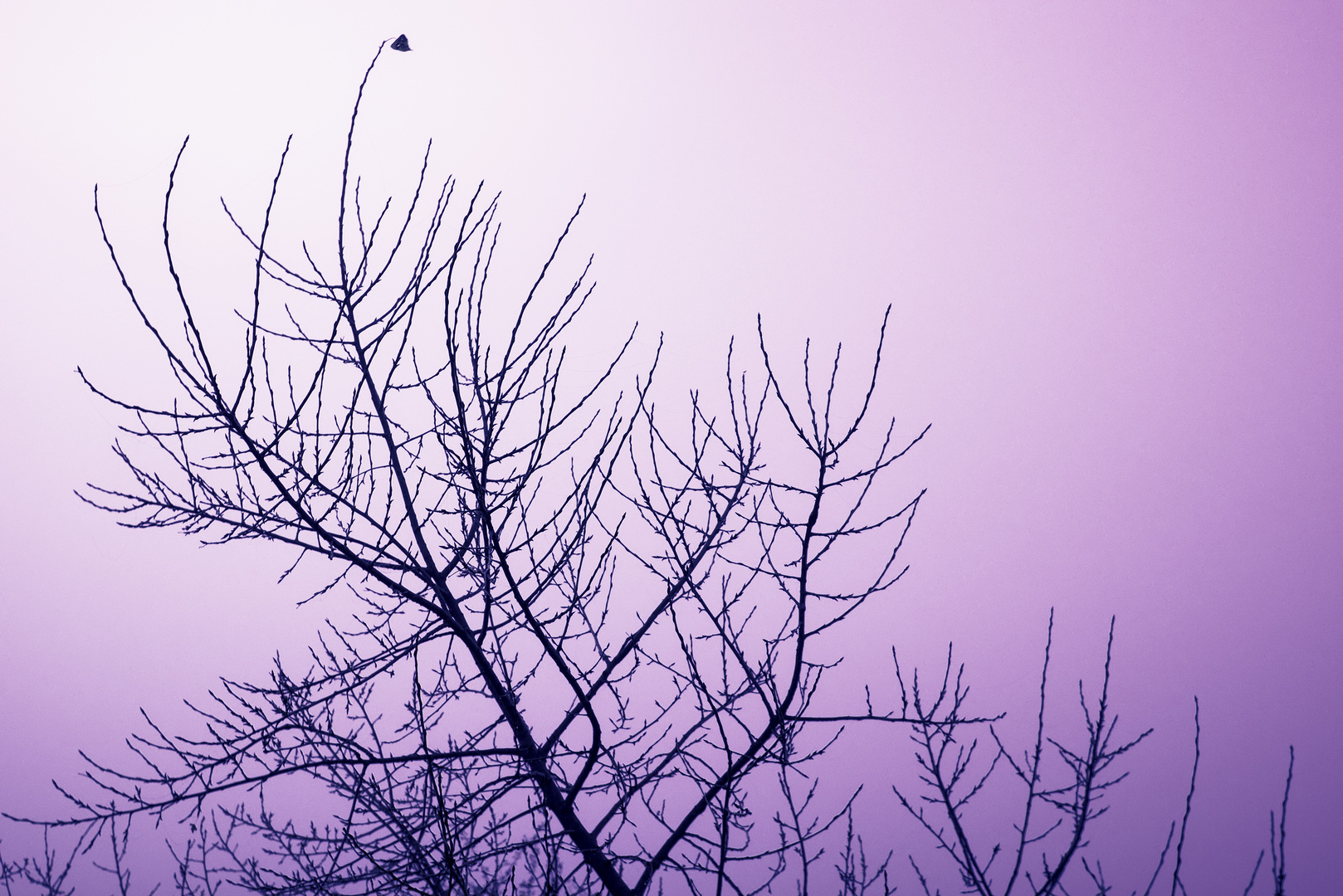 Last leaf on the tree