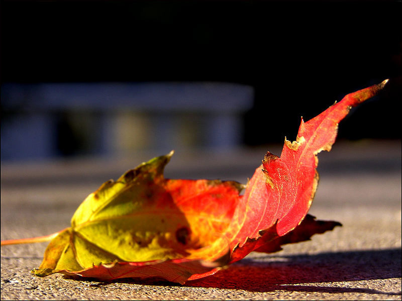 Last leaves