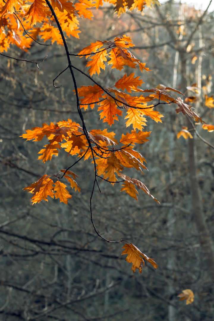 Last leaves