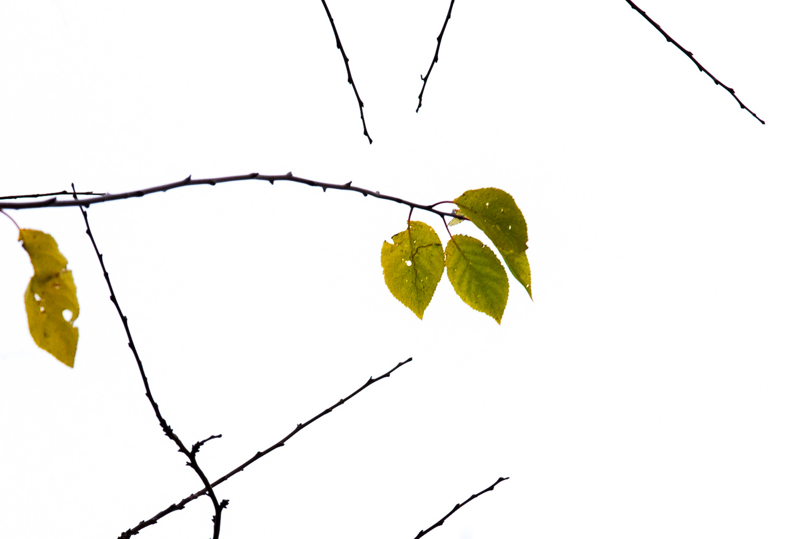 Last leaves