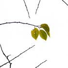 Last leaves