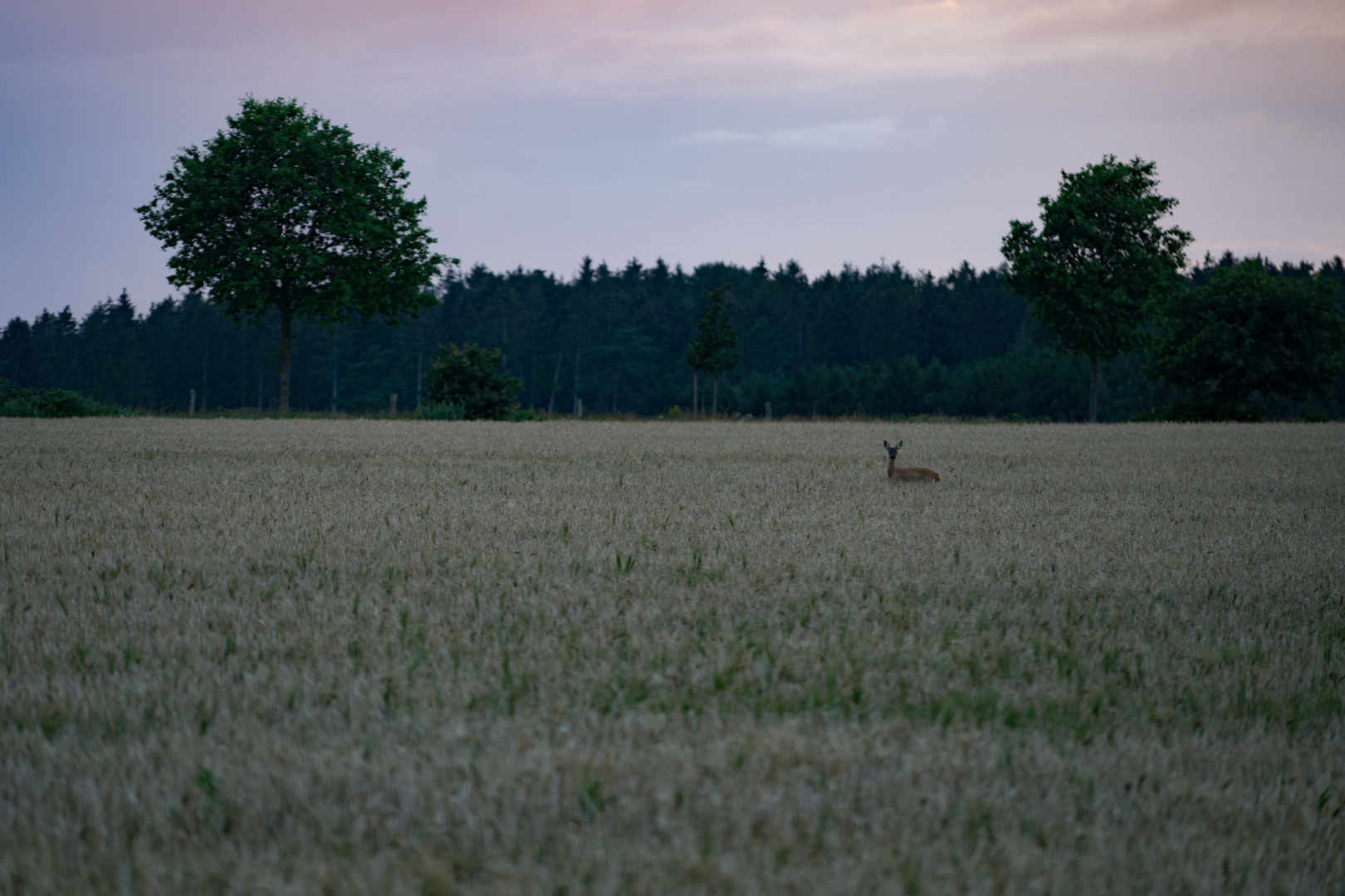 Last light of the day