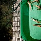 Last Light on Plastic Skin