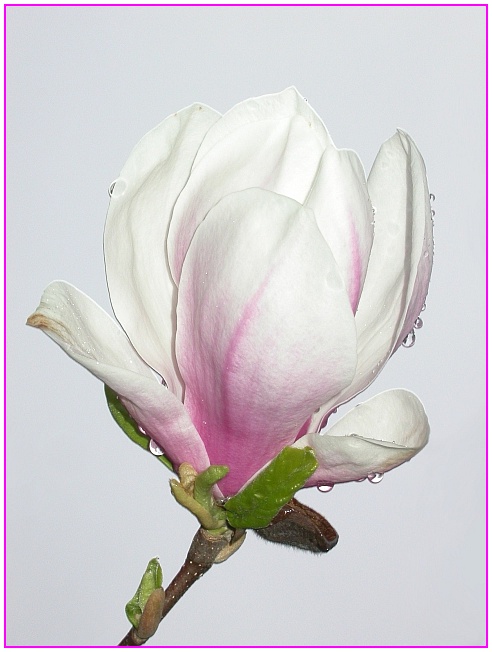 last magnolia