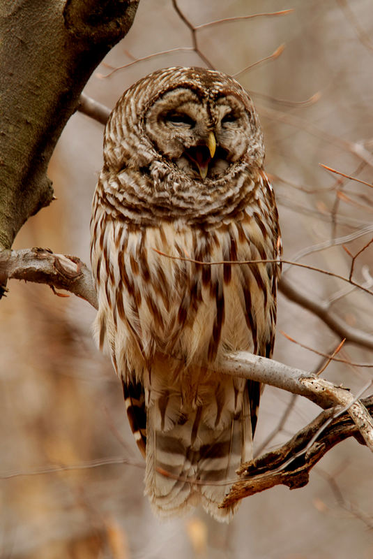 Last mich doch bitte schlafen.............die Barred Owl