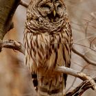 Last mich doch bitte schlafen.............die Barred Owl