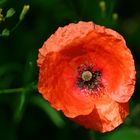 last minute mohn