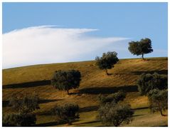 Last Olive-Trees