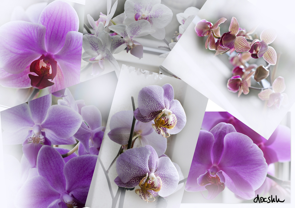 Last Orchidee