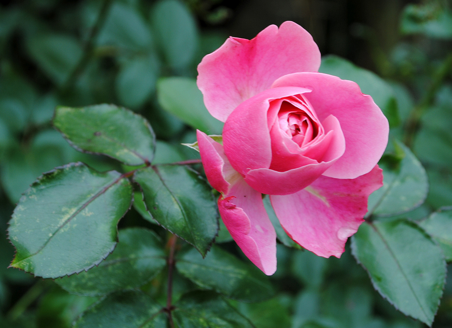 Last pink rose of Spiekeroog