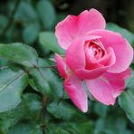 Last pink rose of Spiekeroog