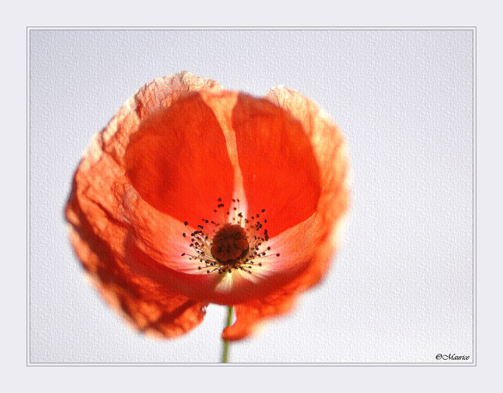 Last poppy