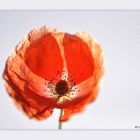 Last poppy