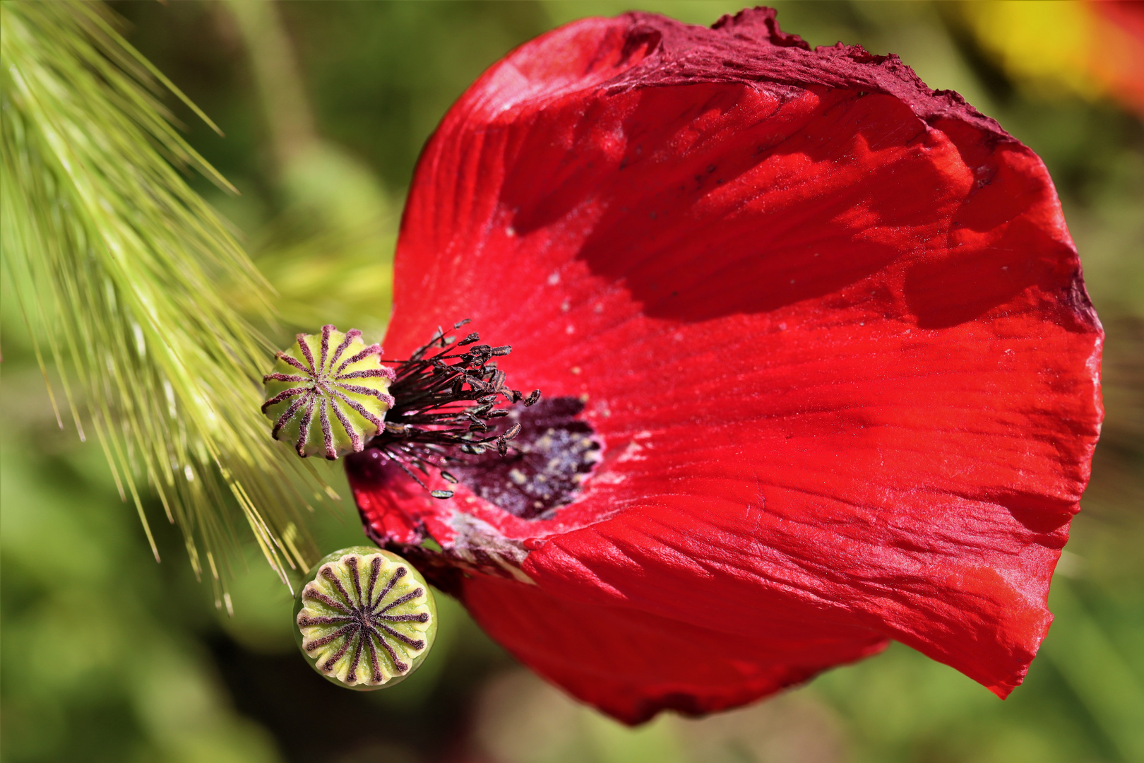 Last Poppy...