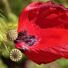 Last Poppy...