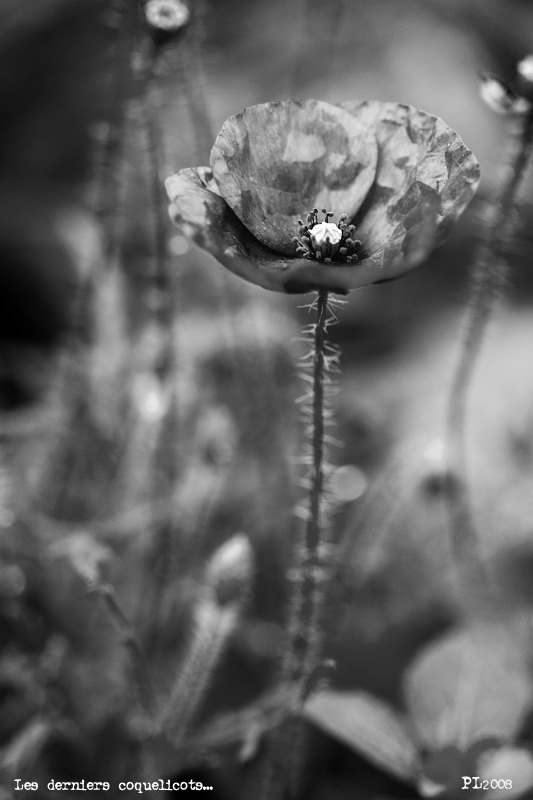 last poppy of the year... summer's end...