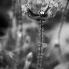 last poppy of the year... summer's end...