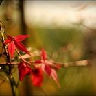 last red leaves