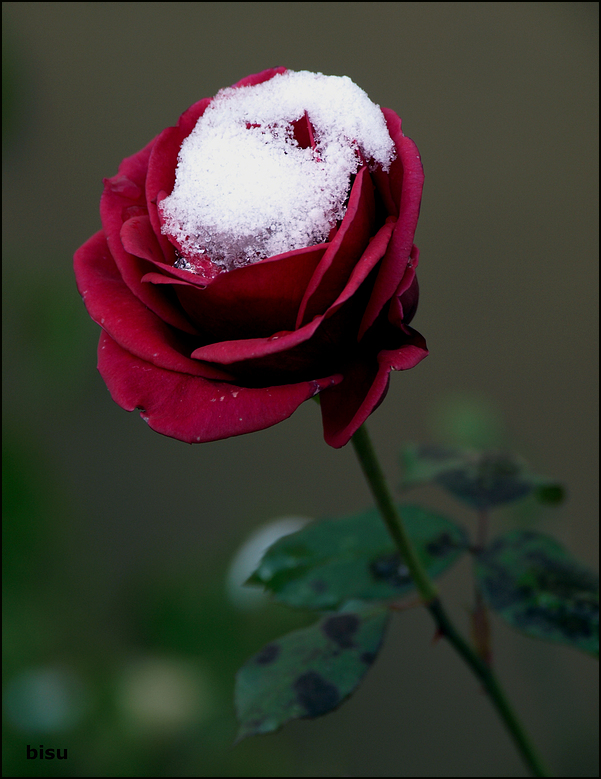 last rose