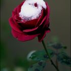 last rose
